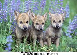 três, lobo, filhotes cachorro