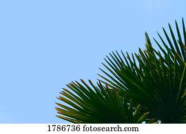 árvore palma, folhas