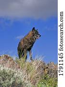 Black wolf on ridge