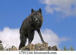 Black wolf on ridge