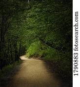 caminho, através, floresta