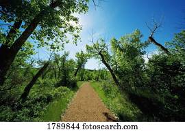 caminho, e, árvores