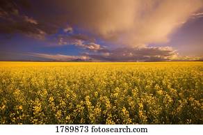 canola, campo, e, céu