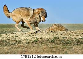 coiote, atacar, texugo