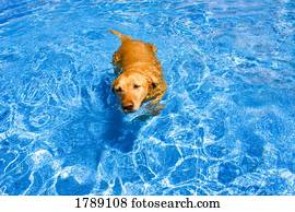 cão, natação