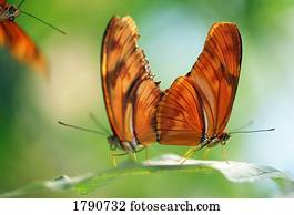 dois, borboletas, ligado, um, folha