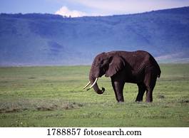 elefante, em, a, selvagem