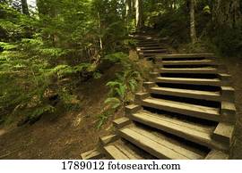 escadaria, em, floresta amazônica