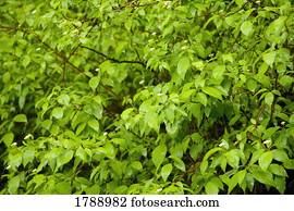 foliage verde