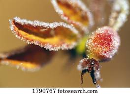 geada, ligado, foliage outono