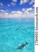 golfinhos, natação