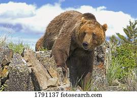 Grizzly bear coming over ridge