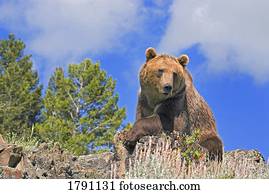 Grizzly bear lying on ridge