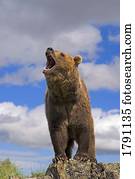 Grizzly bear roaring Grizzly bear roaring