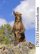 Grizzly bear standing on ridge