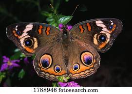 Indian Leaf Wing Butterfly