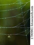 inseto, em, orvalhoso, teia aranha