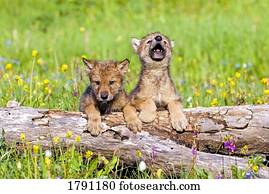 lobo, filhotes, ligado, registro