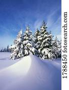 neva-coberto, árvores pinho