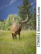 Portrait of a wild animal