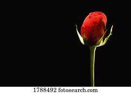 Single red rose