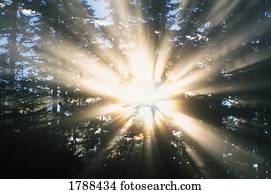 sunrays, através, um, floresta