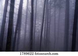Trees in mist