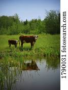 vaca, e, bezerro, perto, buraco molhando