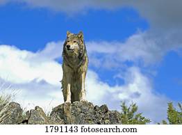 Wolf on ridge