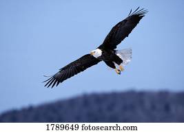 águia calva, vôo