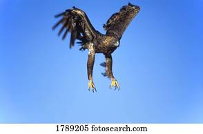 águia dourada, vôo