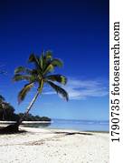 árvore palma, ligado, um, praia