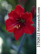 Amaryllis blossom