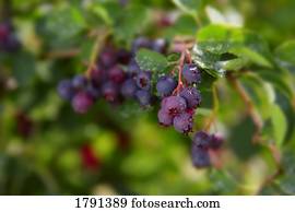 bagas, ligado, ramos