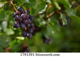 bagas, ligado, ramos