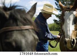 boiadeiro, e, cavalos