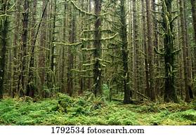 crescimento velho, floresta, em, hoh, floresta amazônica, em, parque nacional olímpico