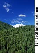 floresta chuva hoh, em, parque nacional olímpico