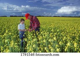 Grandfather and Grandson in Canola field