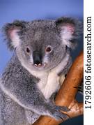 koala, ligado, filial árvore