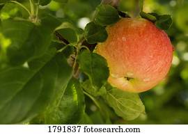 maçã, em, um, árvore