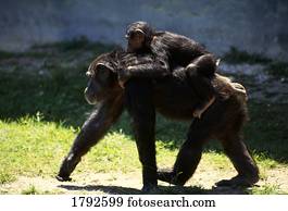 chimpanzee baby with human mother