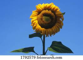 Sunflower blossom