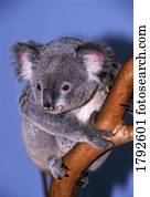 urso koala, ligado, filial árvore