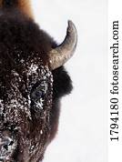 bisonte, em, inverno