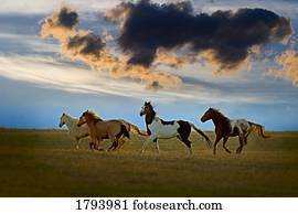 cavalos, galloping