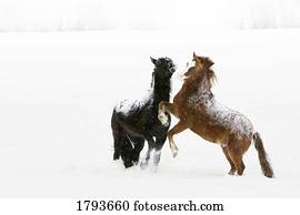 cavalos, prancing, em, a, neve