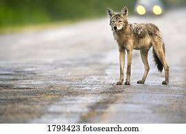 coiote, ligado, estrada