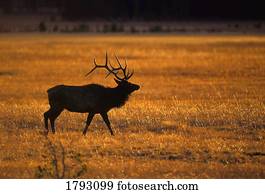 Elk in Yellowstone National Park
