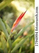 flor tropical, broto